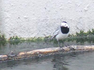 Прикрепленное изображение: st2.jpg